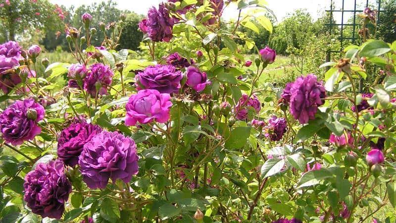 Cardinal de Richelieu, purple rose